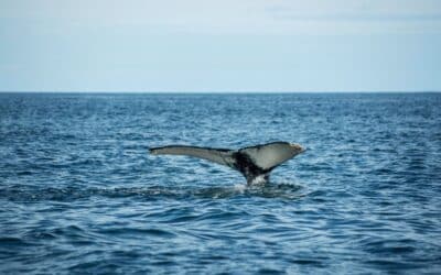 How to See the Whales in Los Cabos?